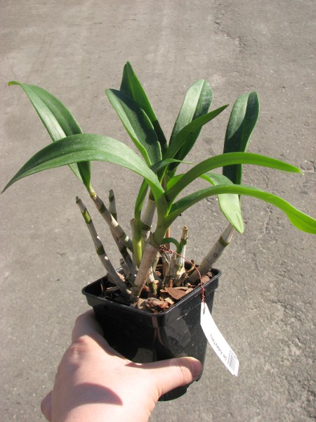 Dendrobium Kultana Fancy.JPG