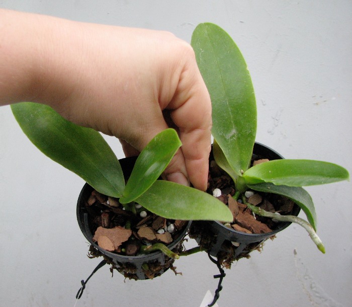 Phalaenopsis Natasha 'Aiko'.JPG