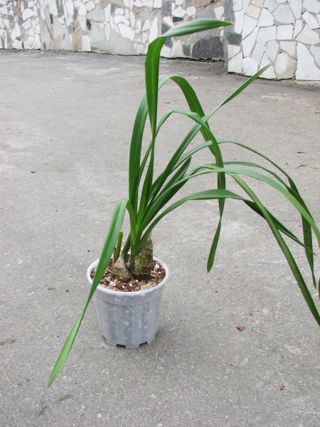 Cymbidium Everett Stockstill 'Bulai'.JPG