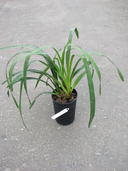 Cymbidium Kiwi Midnight.JPG