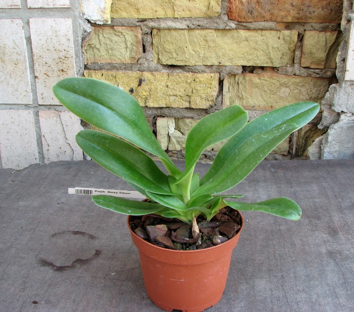 Paphiopedilum Rosy Dawn.JPG