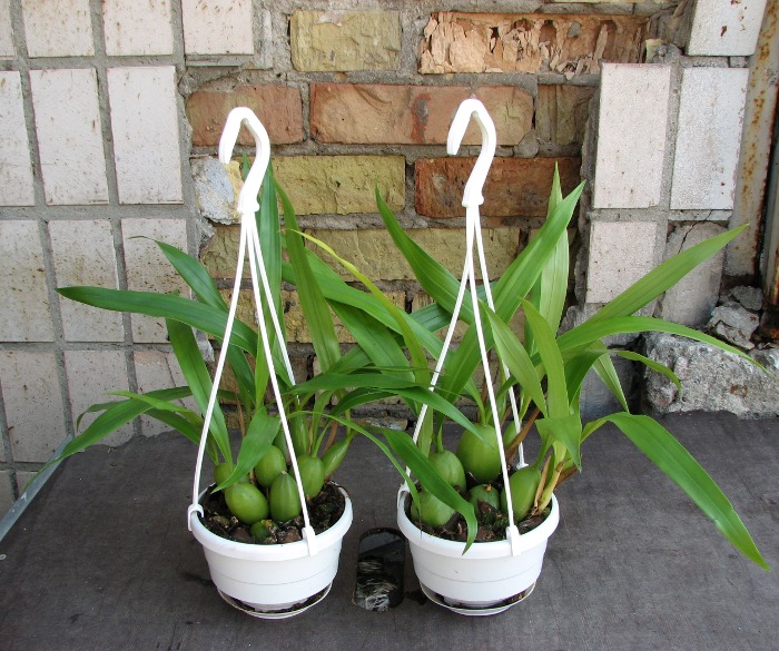Coelogyne cristata.JPG