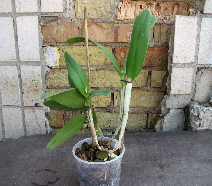 (Brassavola digbyana x Rhyncholaeliocattleya Young Kong) 'ORCHIS'.JPG
