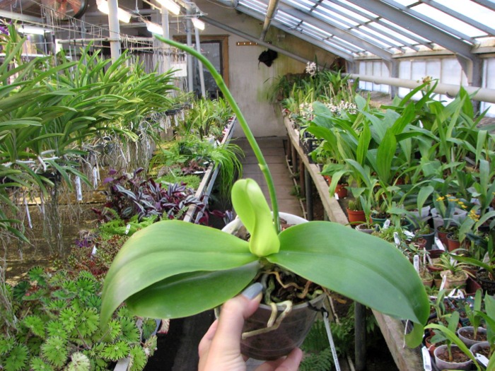 Phalaenopsis Liodoro (Phalaenopsis Deventeriana x Phalaenopsis violacea).JPG