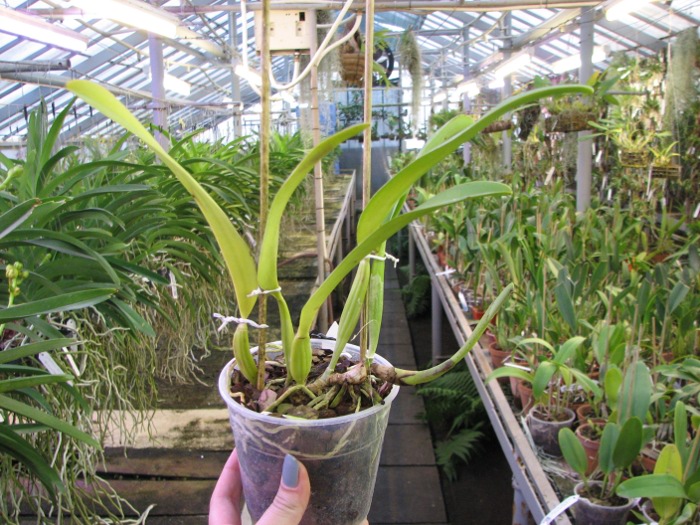 Cattleya trianae coerulea x SELF.JPG