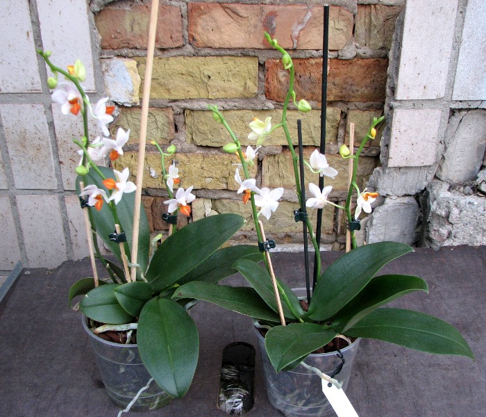 Phalaenopsis Mini Mark 'Maria Teresa'.JPG