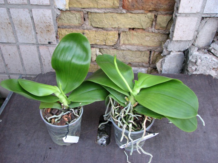 Phalaenopsis Liodoro (Phalaenopsis Deventeriana x Phalaenopsis violacea).JPG