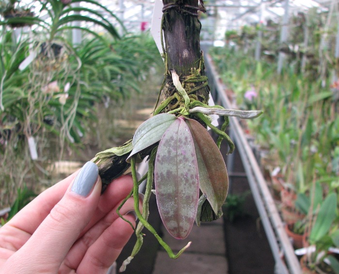 Phalaenopsis lindenii.JPG