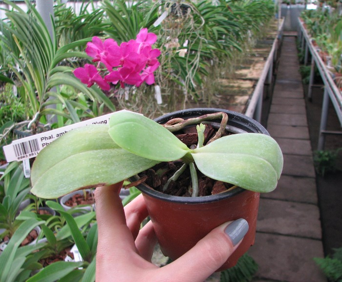 Phalaenopsis amboinensis 'Yung Ho' x Phalaenopsis venosa 'Dark Red'.JPG