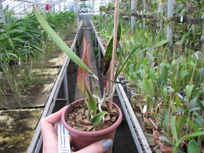 Brassocattleya Hippodamia 'Kelvin Lucky' (Brassavola nodosa x Cattleya aclandiae).JPG