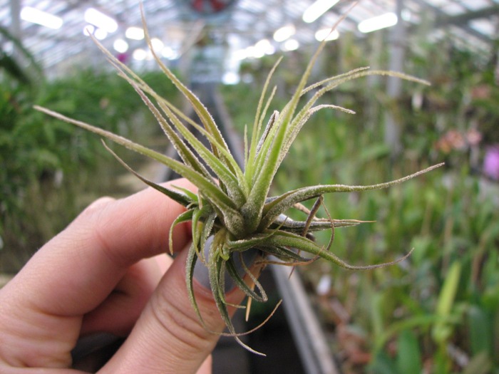 Tillandsia ehlersiana.JPG