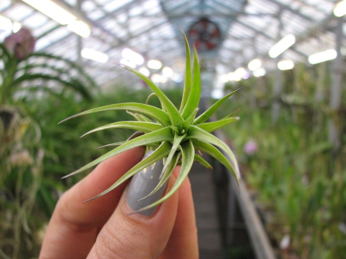 Tillandsia bergeri (small form).JPG
