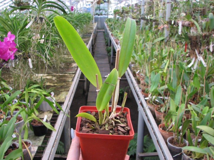 Cattleya percivaliana tipo 'Remolacha' (19-6) x SELF.JPG