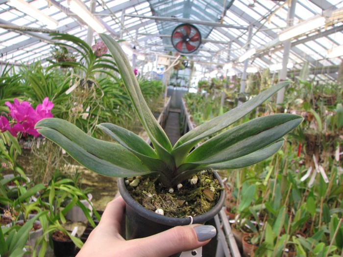 Paphiopedilum Delrosi 'Monique' × Paphiopedilum Starr Warr 'Eureka'.JPG
