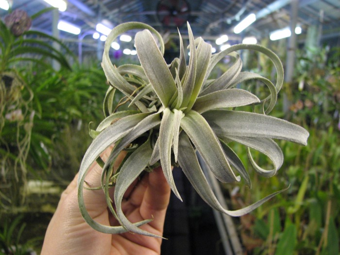 Tillandsia chiapensis.JPG