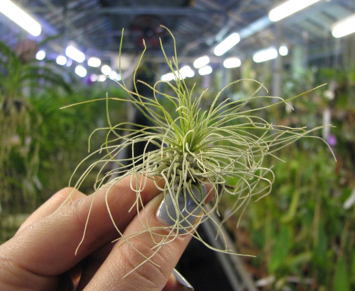 Tillandsia fuchsii var. gracilis.JPG