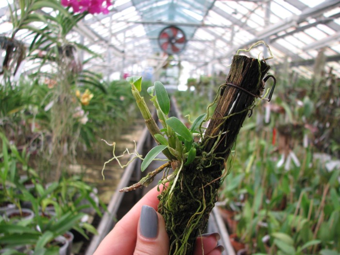 Dendrobium moniliforme Siroaya.JPG