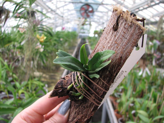 Aerangis rhodosticta.JPG