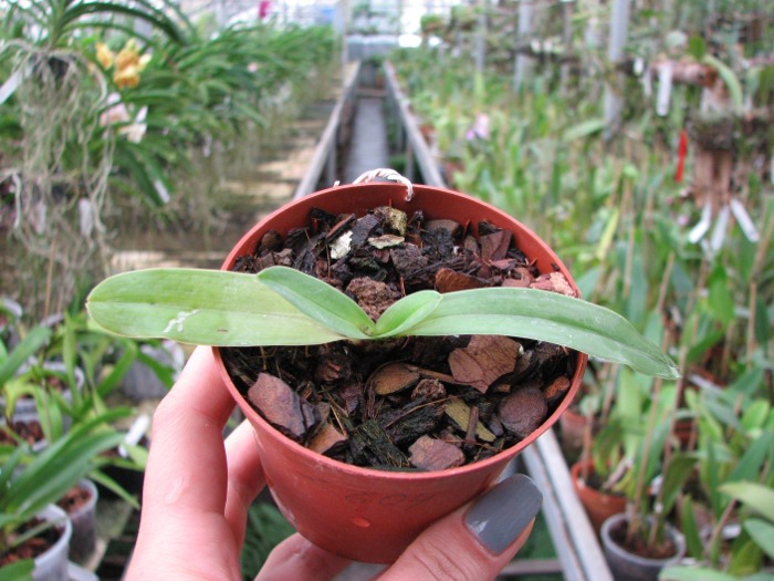 Paphiopedilum charlesworthii.JPG