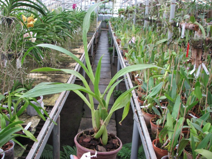 Zygopetalum Barbel Hohn.JPG
