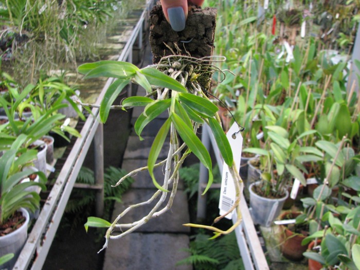 Dendrobium unicum.JPG