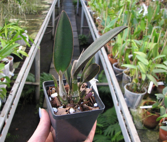 Laelia sanguiloba.JPG