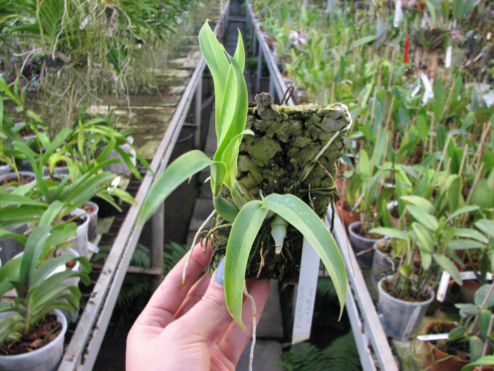 Prosthechea vitellina.JPG