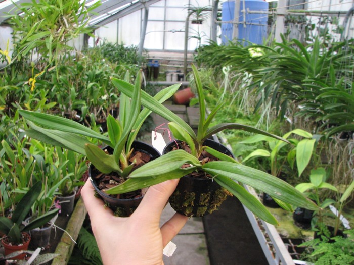 Ionopsis utricularioides.JPG