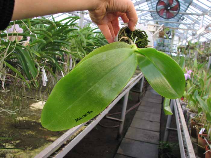 Phalaenopsis Mok Choi Yew (gigantea x violacea).jpg
