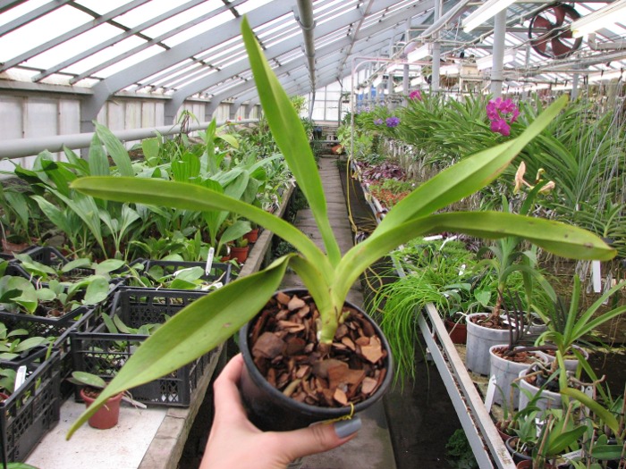Aerides quinquevulnera.JPG