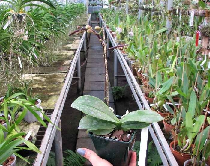 Phalaenopsis Liu's Rainbow.JPG