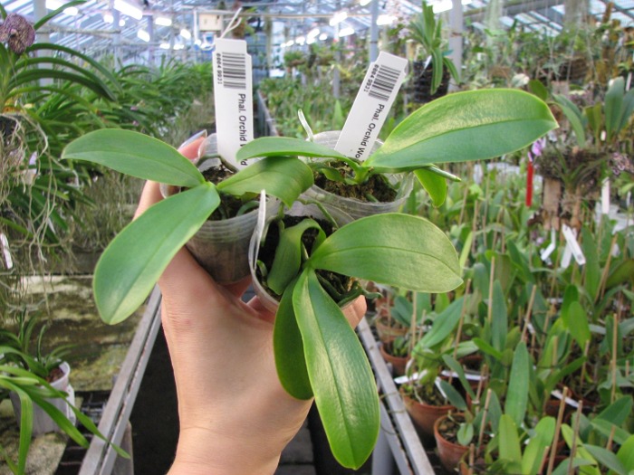 Phalaenopsis Orchid World.JPG