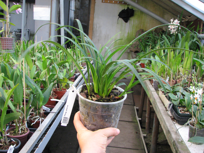 Phragmipedium pearcei.jpg