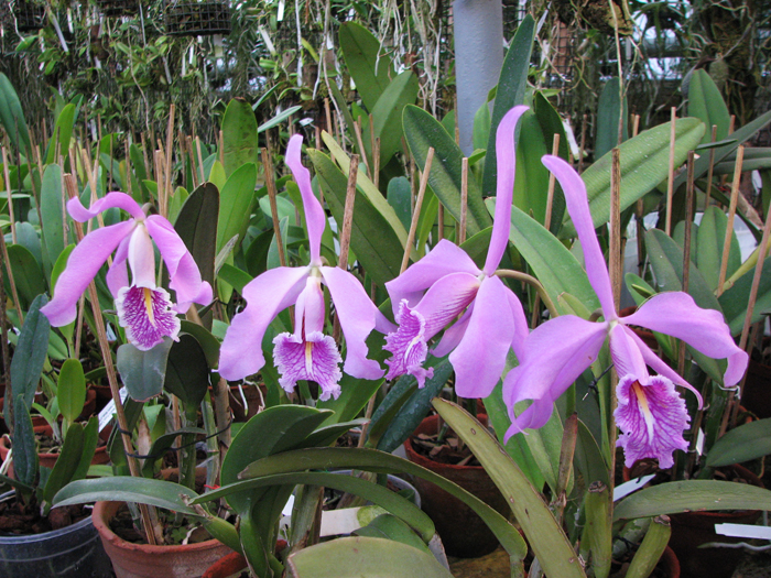 Cattleya maxima.jpg