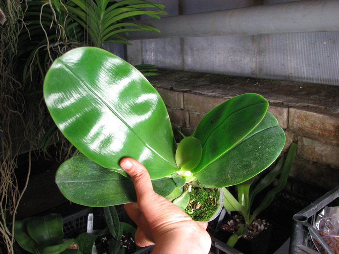 Phalaenopsis bellina.jpg