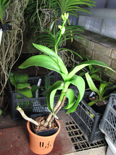 Dendrobium Nopporn Starbright.jpg