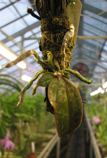 Phalaenopsis lindenii.jpg