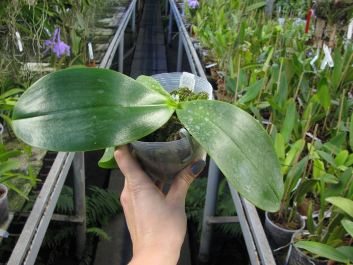Phalaenopsis David Lim (P. amboinensis x P. gigantea).JPG