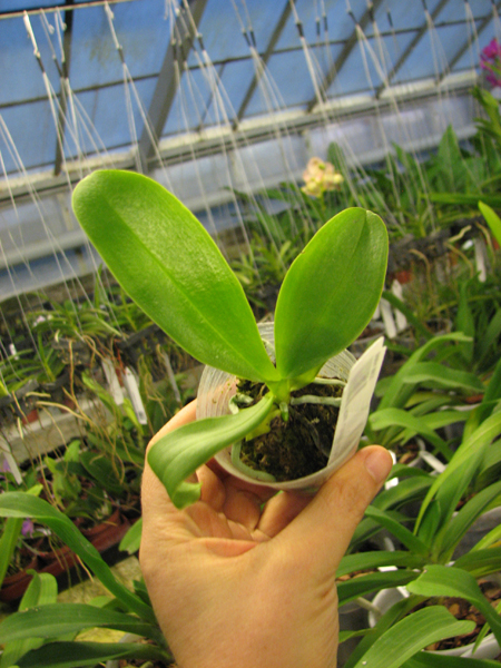 Phalaenopsis Orchid World.jpg
