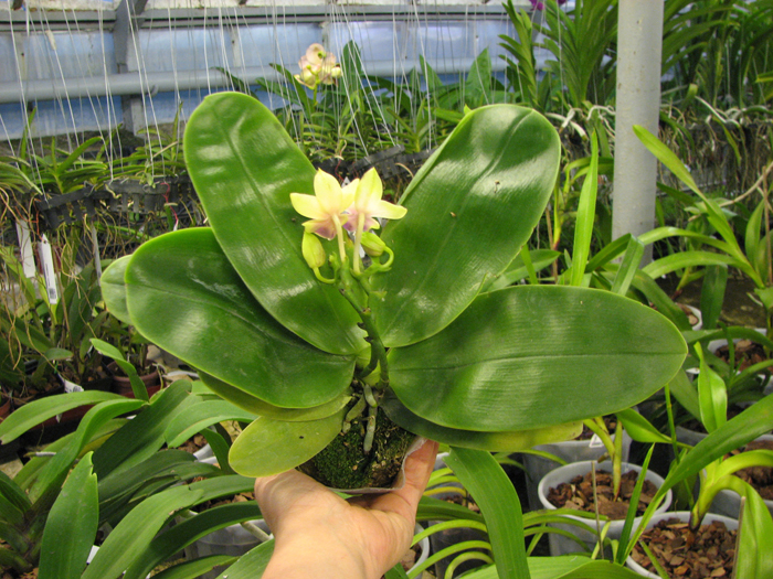 Phalaenopsis bellina.jpg