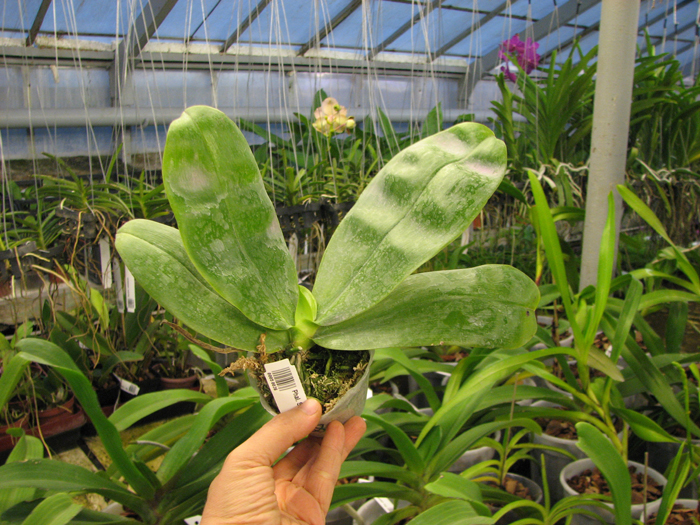Phalaenopsis Samera 'Red'.jpg