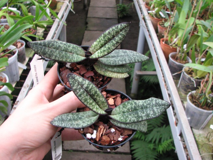 Paphiopedilum delenatii fma. vinicolor.JPG
