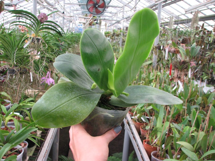 Phalaenopsis bellina.JPG