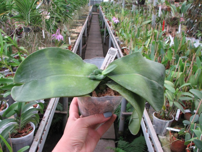Phalaenopsis Ohl Flame 'Yung Ho' (Princess Kaulani x gigantea).JPG