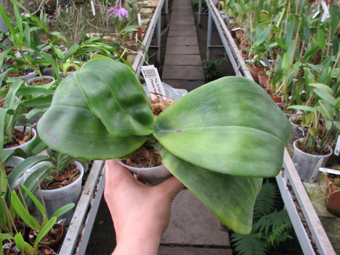 Phalaenopsis Ohl Flame 'Yung Ho' (Princess Kaulani x gigantea).JPG