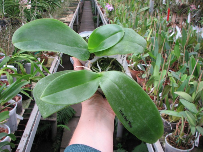 Phalaenopsis Mok Choi Yew (gigantea x violacea).JPG
