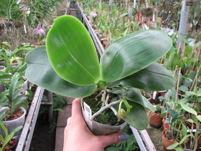 Phalaenopsis bellina.JPG