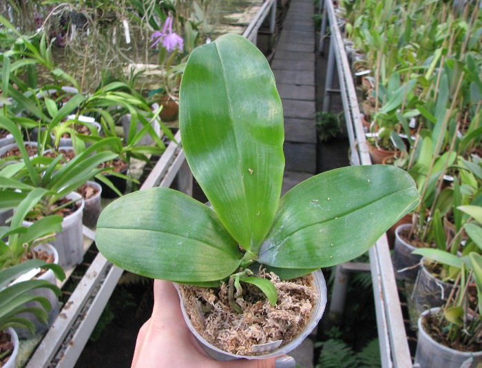 Phalaenopsis Samera 'Blue'.JPG