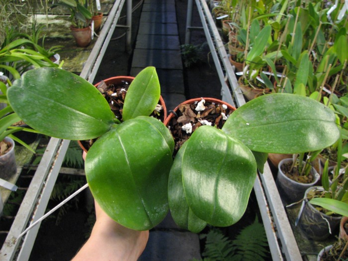 Phalaenopsis Samera 'Blue'.JPG