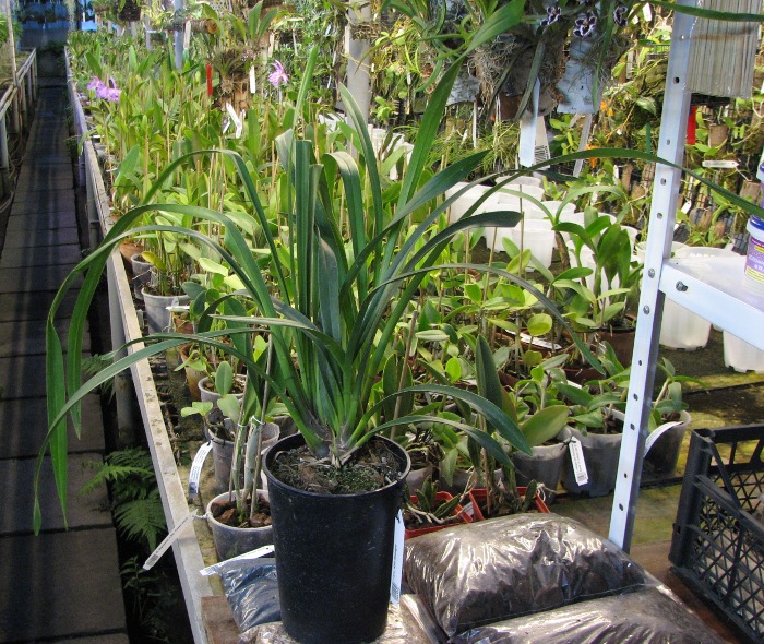 Cymbidium Kiwi Midnight.JPG
